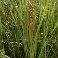 Typha angustifolia L.